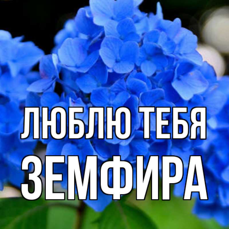 Картинка Люблю тебя, Земфира