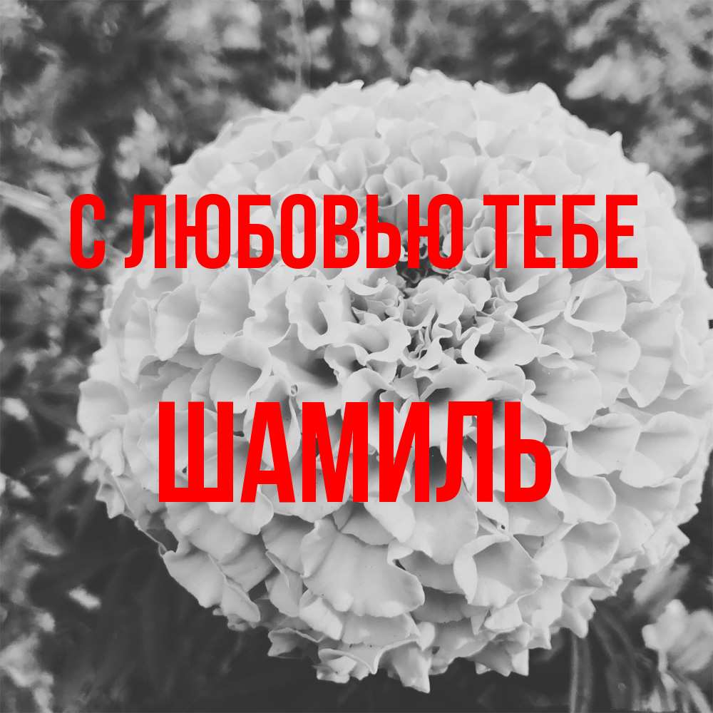Открытка на каждый день с именем, Шамиль С любовью тебе подпись Прикольная открытка с пожеланием онлайн скачать бесплатно 