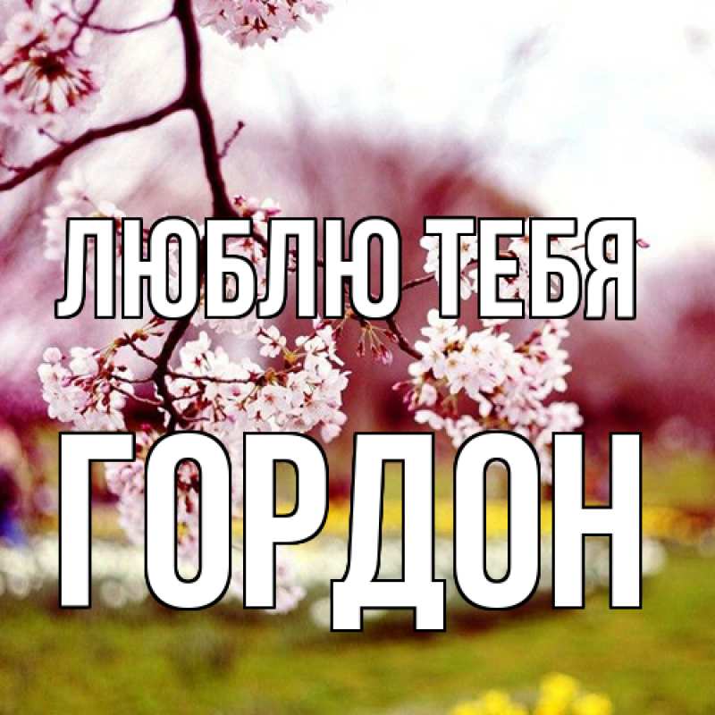 Картинка Люблю тебя, Гордон