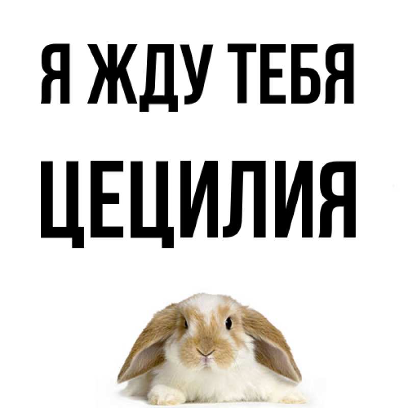 Картинка Я жду тебя, Цецилия