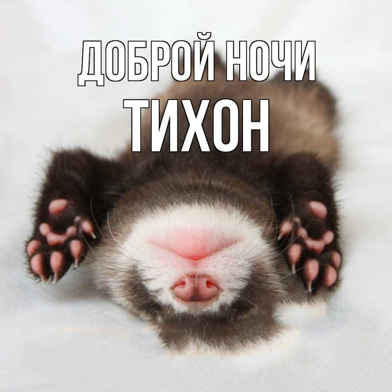 Картинка Доброй ночи, Тихон