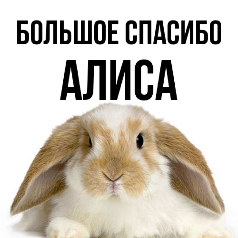 Картинка Большое спасибо, Алиса