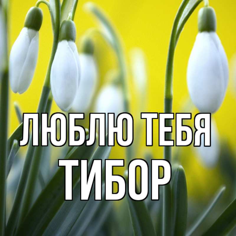 Открытка с именем, Тибор, Люблю тебя