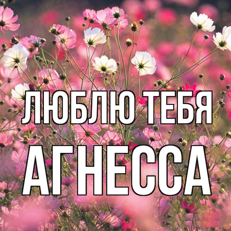 Картинка Люблю тебя, Агнесса