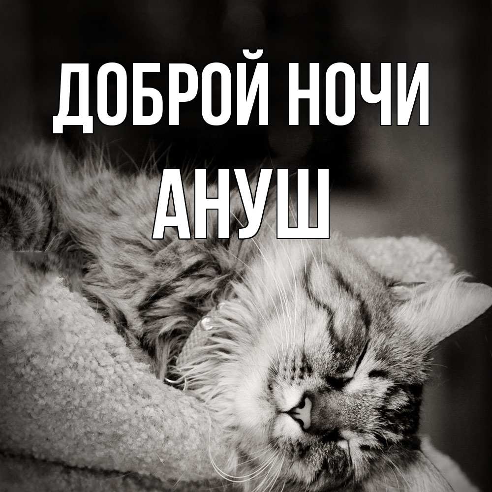 Открытка на каждый день с именем, Ануш Доброй ночи котярик пушистый Прикольная открытка с пожеланием онлайн скачать бесплатно 