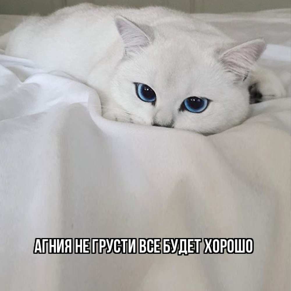 Открытка на каждый день с именем, Агния Не грусти все будет хорошо белый кот с голубыми глазами на белоснежной кровати Прикольная открытка с пожеланием онлайн скачать бесплатно 
