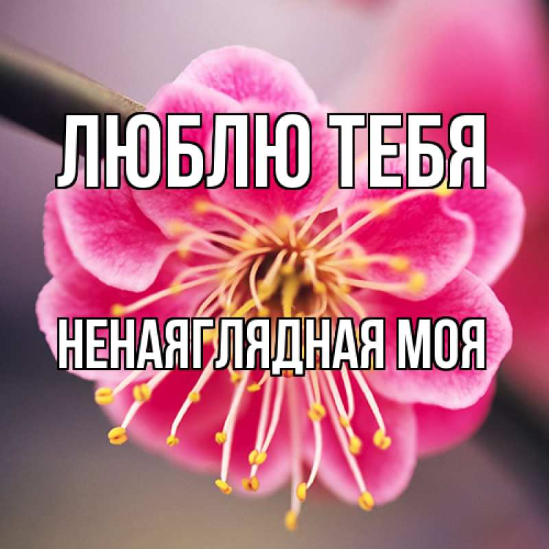 Картинка Люблю тебя, Ненаяглядная моя