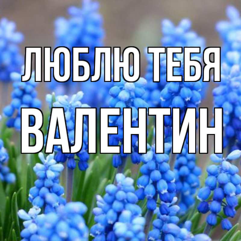 Картинка Люблю тебя, Валентин