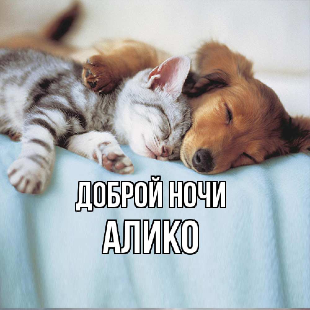 Открытка на каждый день с именем, Алико Доброй ночи с животными Прикольная открытка с пожеланием онлайн скачать бесплатно 