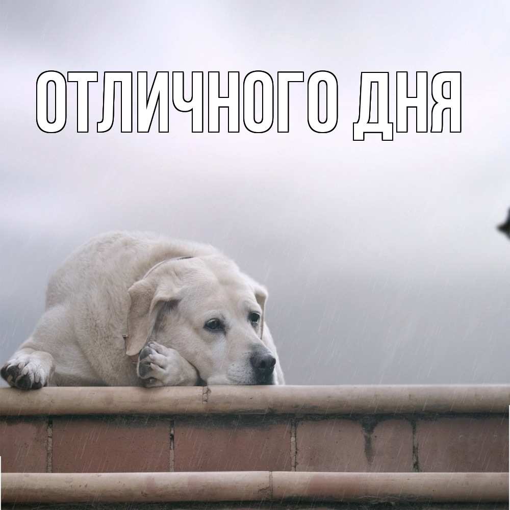 Открытка на каждый день с именем, Аида Скучашки ждет Прикольная открытка с пожеланием онлайн скачать бесплатно 