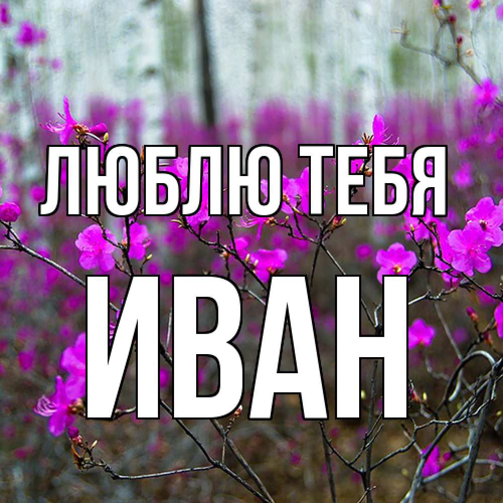Открытка на каждый день с именем, Иван Люблю тебя дикие цветы Прикольная открытка с пожеланием онлайн скачать бесплатно 