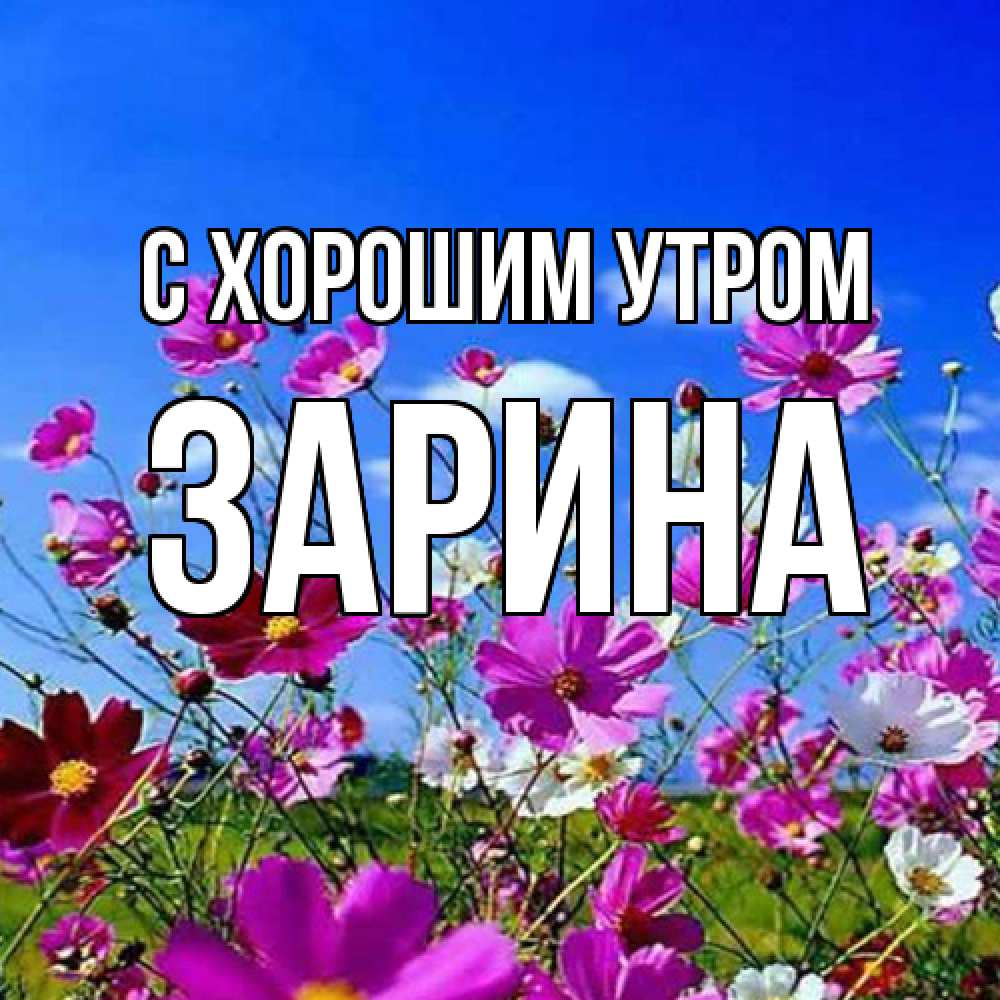 Открытка на каждый день с именем, Зарина С хорошим утром сиреневые цветы Прикольная открытка с пожеланием онлайн скачать бесплатно 
