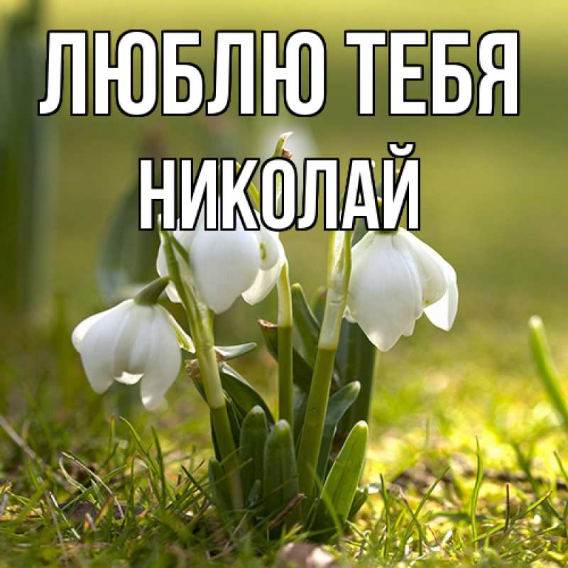 Картинка Люблю тебя, Николай