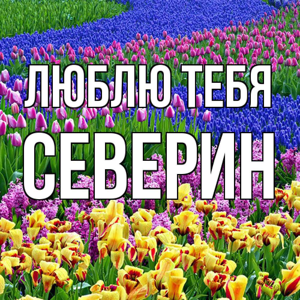 Открытка на каждый день с именем, Северин Люблю тебя цветы Прикольная открытка с пожеланием онлайн скачать бесплатно 