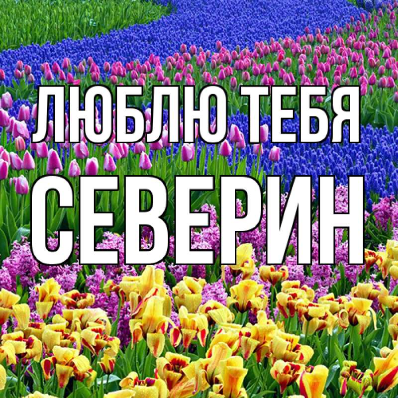 Картинка Люблю тебя, Северин