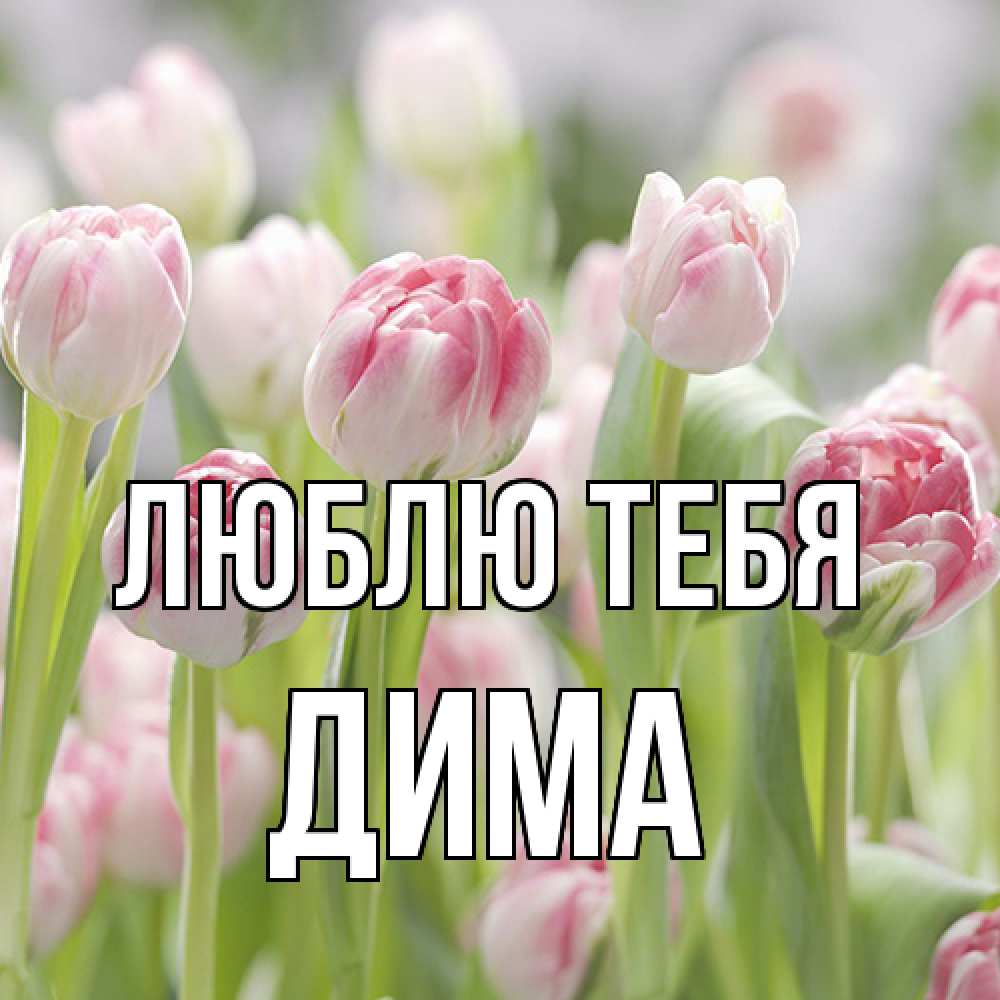 Открытка на каждый день с именем, Дима Люблю тебя цветы Прикольная открытка с пожеланием онлайн скачать бесплатно 
