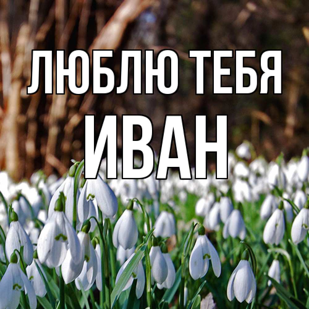 Открытка на каждый день с именем, Иван Люблю тебя с подснежниками 1 Прикольная открытка с пожеланием онлайн скачать бесплатно 