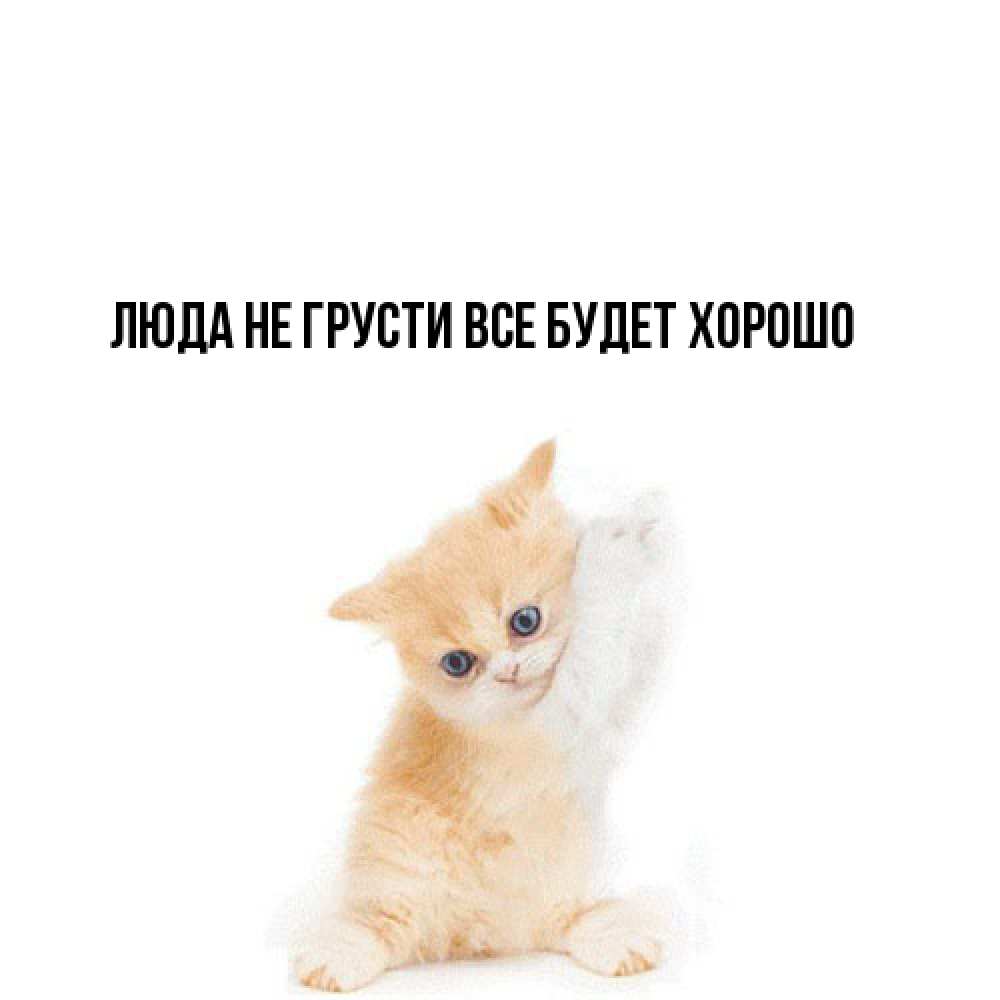 Открытка на каждый день с именем, Люда Не грусти, все будет хорошо просящий кот Прикольная открытка с пожеланием онлайн скачать бесплатно 