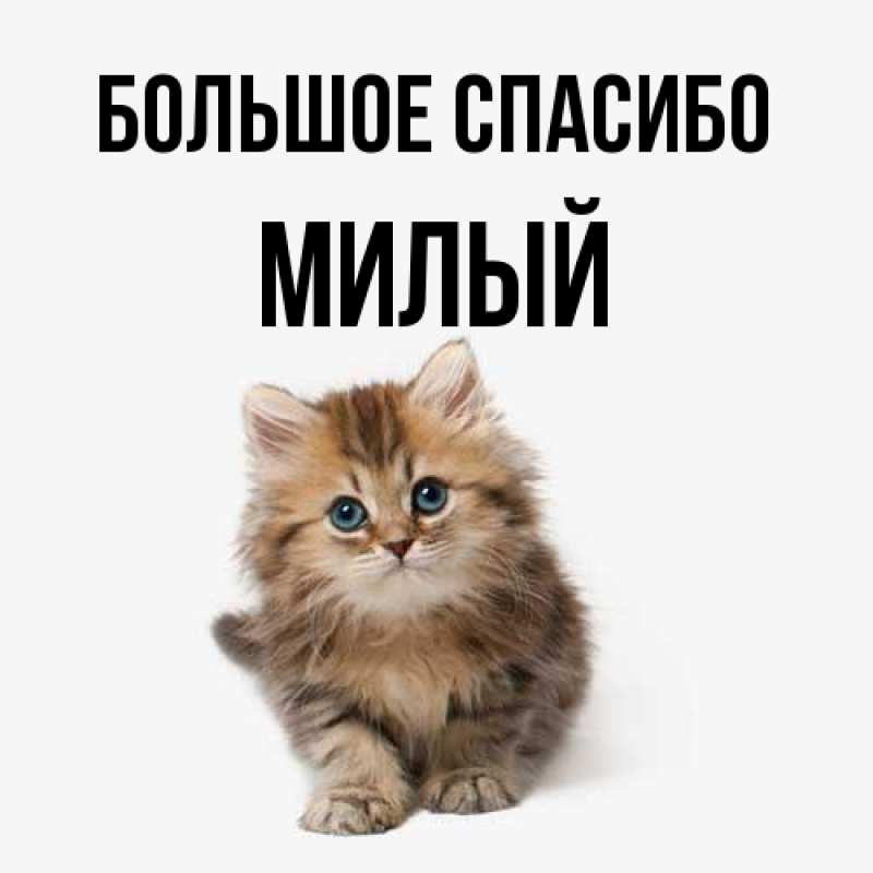 Картинка Большое спасибо, Милый