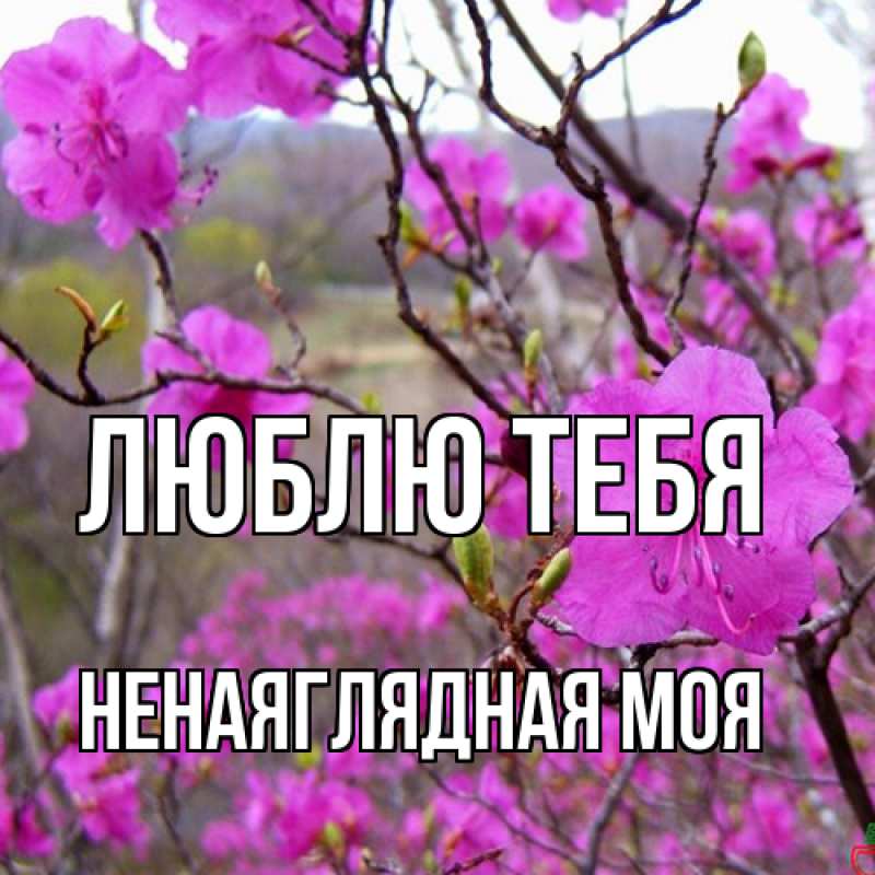 Картинка Люблю тебя, Ненаяглядная моя