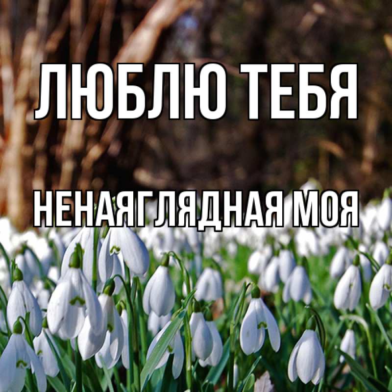 Картинка Люблю тебя, Ненаяглядная моя