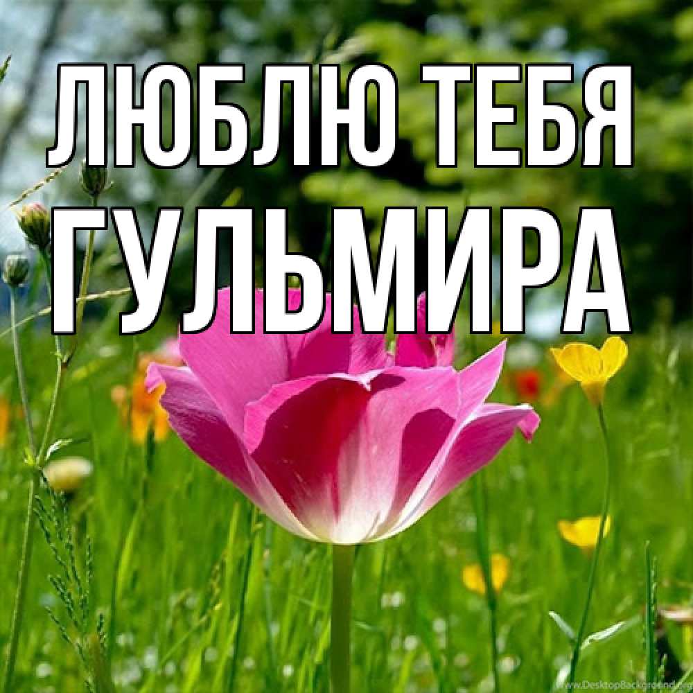 Открытка на каждый день с именем, Гульмира Люблю тебя полевые цветы Прикольная открытка с пожеланием онлайн скачать бесплатно 