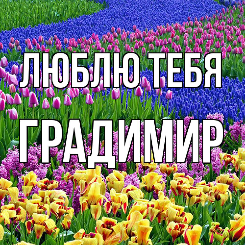 Открытка на каждый день с именем, Градимир Люблю тебя цветы Прикольная открытка с пожеланием онлайн скачать бесплатно 