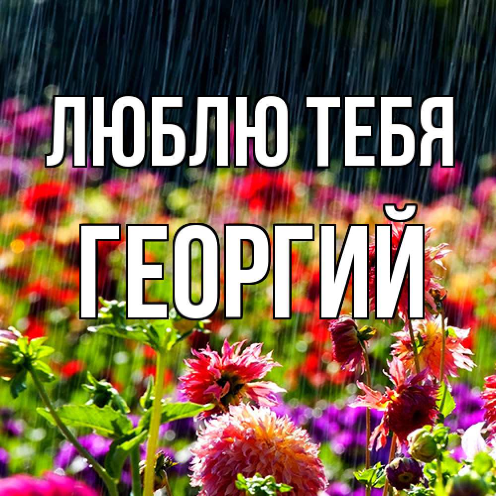 Открытка на каждый день с именем, Георгий Люблю тебя цветы под дождиком к международному женскому дню Прикольная открытка с пожеланием онлайн скачать бесплатно 
