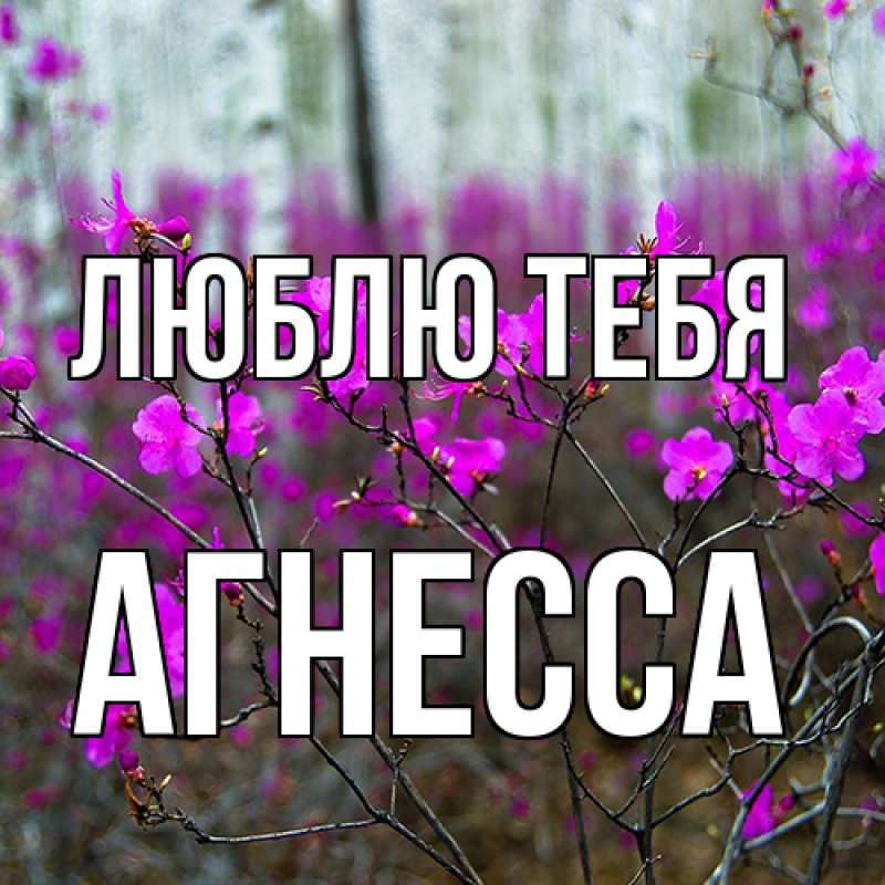 Картинка Люблю тебя, Агнесса
