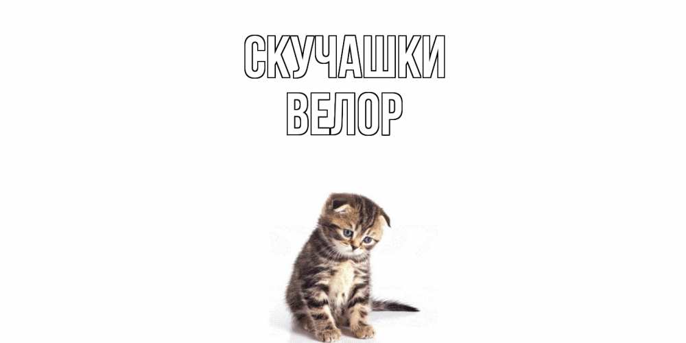 Открытка на каждый день с именем, Велор Скучашки кот Прикольная открытка с пожеланием онлайн скачать бесплатно 