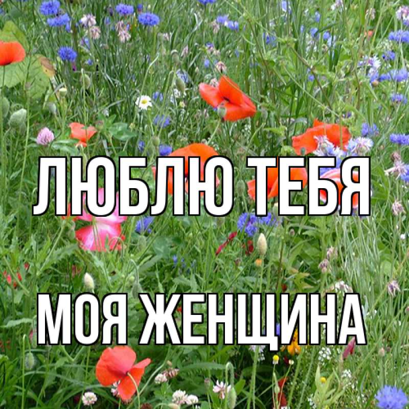 Картинка Люблю тебя, Моя женщина