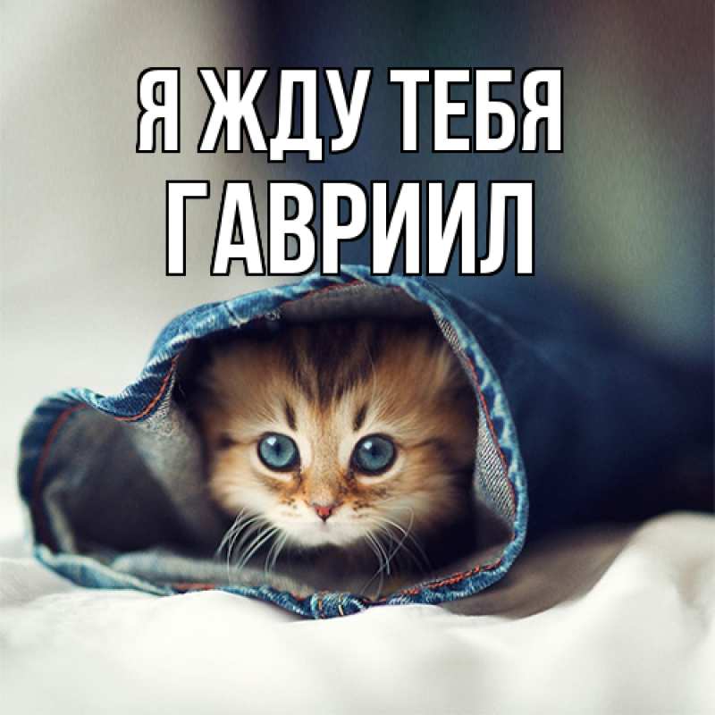 Картинка Я жду тебя, Гавриил