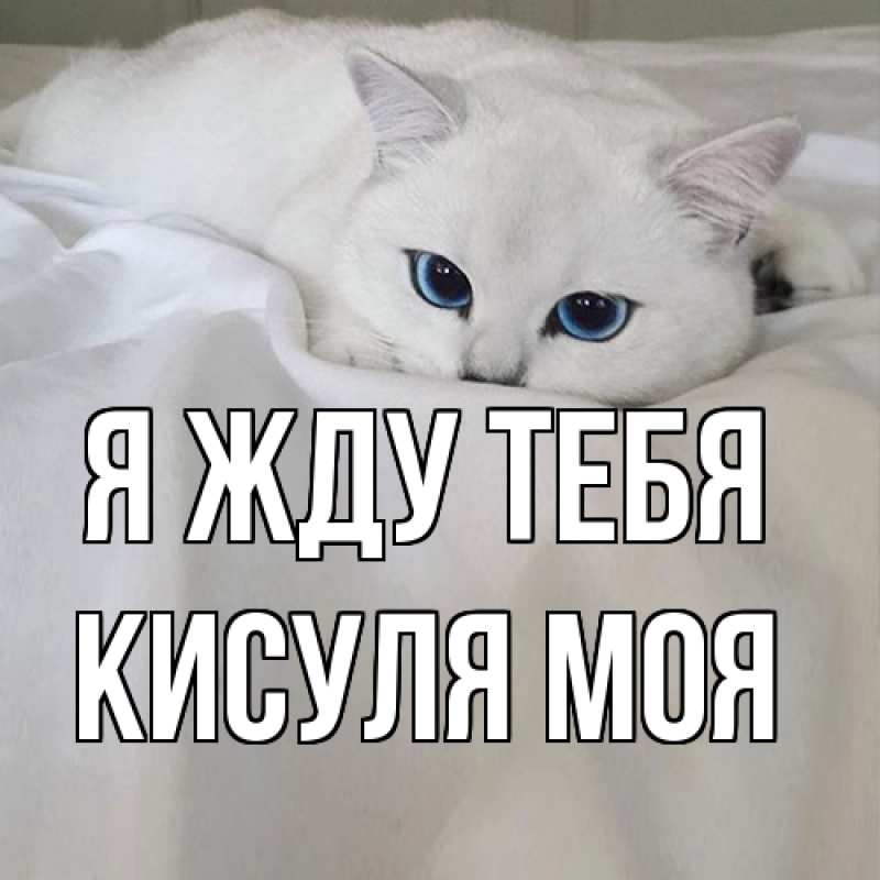 Картинка Я жду тебя, Кисуля моя