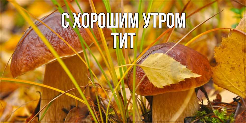 Открытка на каждый день с именем, Тит С хорошим утром осенние грибы Прикольная открытка с пожеланием онлайн скачать бесплатно 