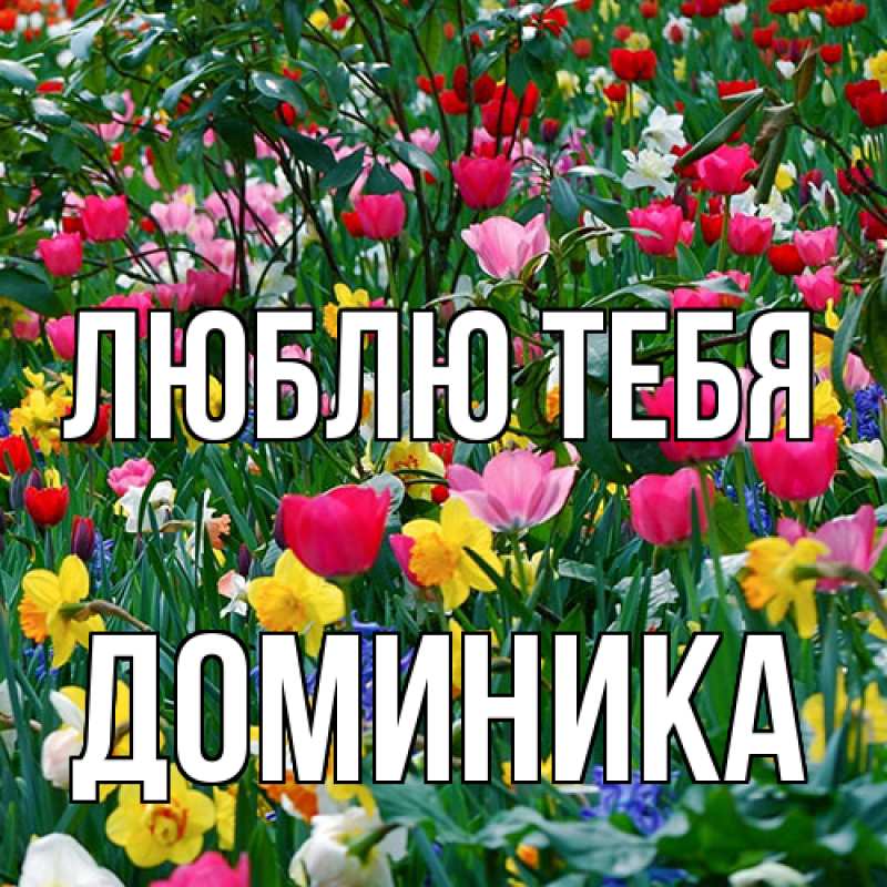 Картинка Люблю тебя, Доминика
