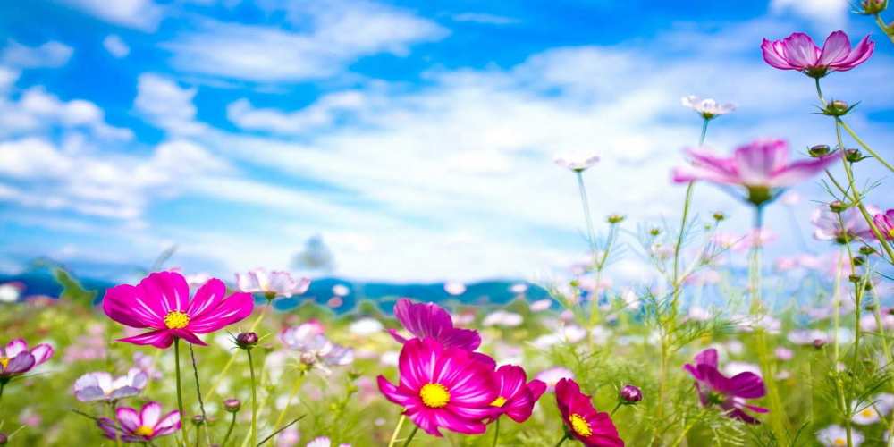 Открытка на каждый день с именем, Ульяна Отличного настроения поле цветов Прикольная открытка с пожеланием онлайн скачать бесплатно 