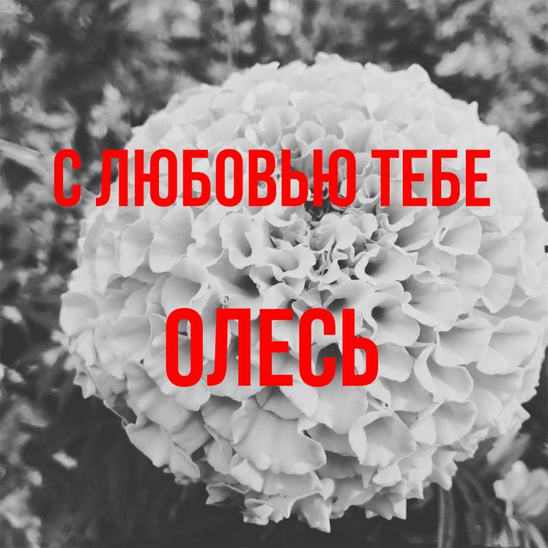 Картинка С любовью тебе, Олесь