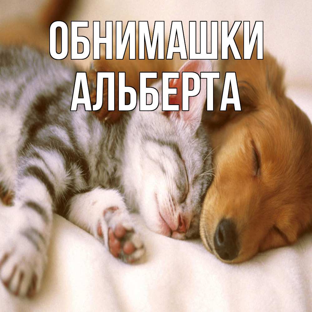 Открытка на каждый день с именем, Альберта Обнимашки пес и котенок Прикольная открытка с пожеланием онлайн скачать бесплатно 