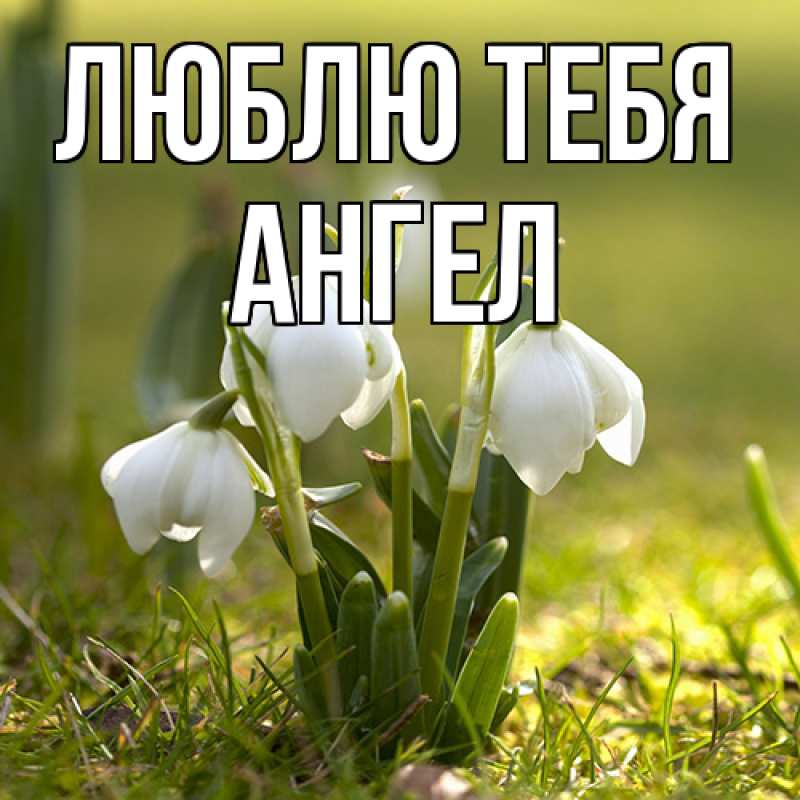 Картинка Люблю тебя, Ангел