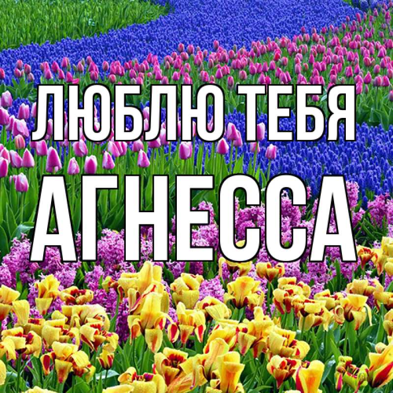 Картинка Люблю тебя, Агнесса