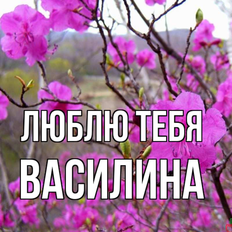 Картинка Люблю тебя, Василина