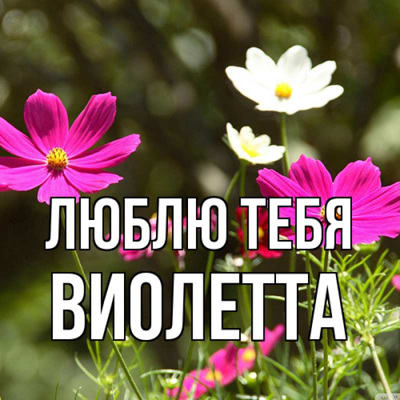 Картинка Люблю тебя, Виолетта