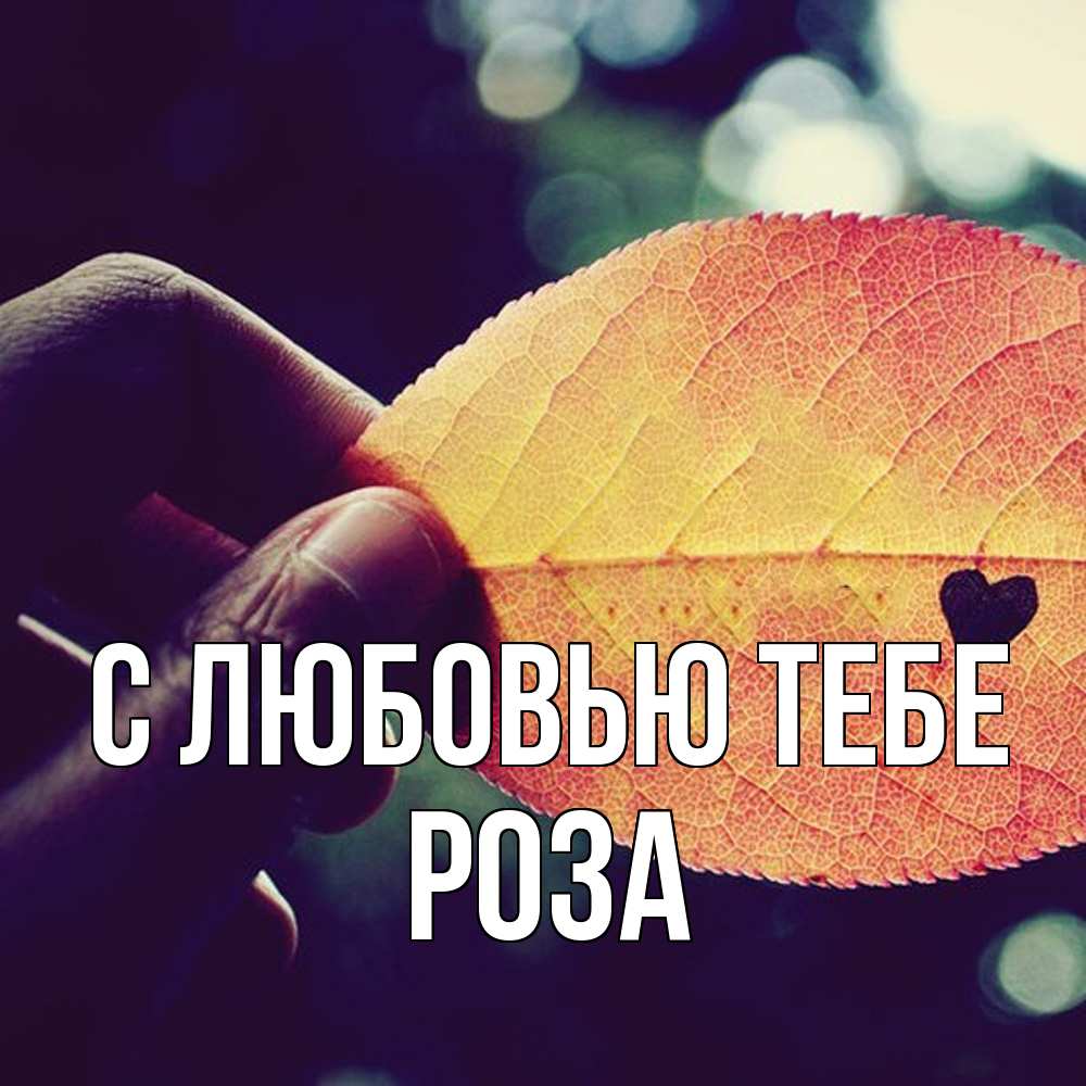 Открытка на каждый день с именем, Роза С любовью тебе держу лист Прикольная открытка с пожеланием онлайн скачать бесплатно 