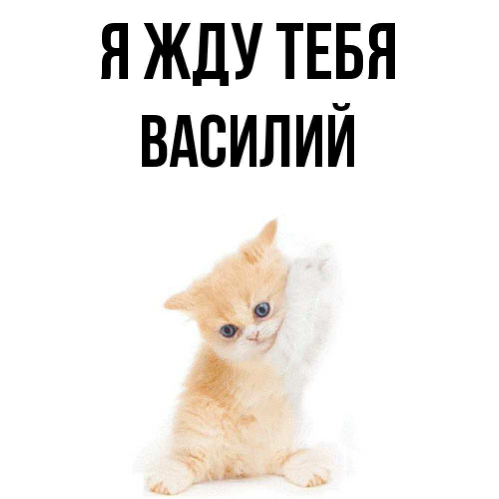 Открытка на каждый день с именем, Василий Я жду тебя зверушки и милота Прикольная открытка с пожеланием онлайн скачать бесплатно 
