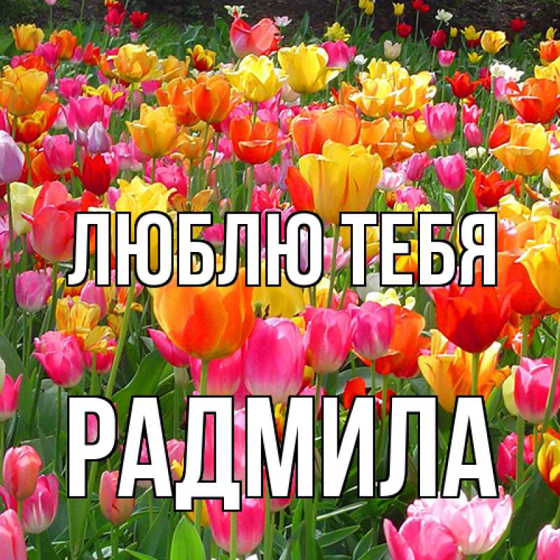 Картинка Люблю тебя, Радмила