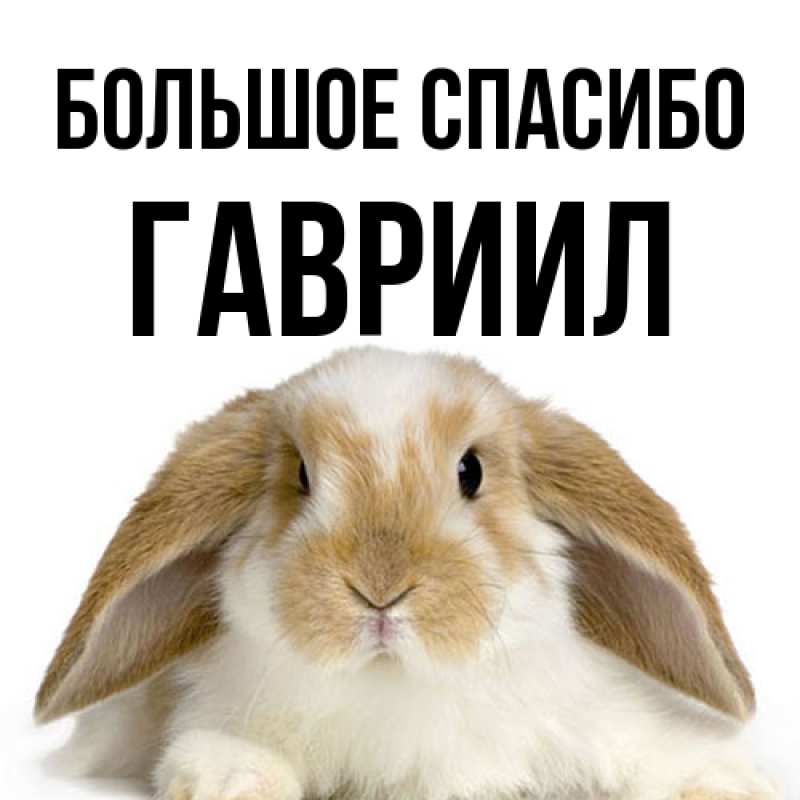Картинка Большое спасибо, Гавриил