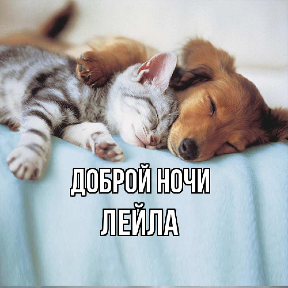 Открытка на каждый день с именем, Лейла Доброй ночи с животными Прикольная открытка с пожеланием онлайн скачать бесплатно 