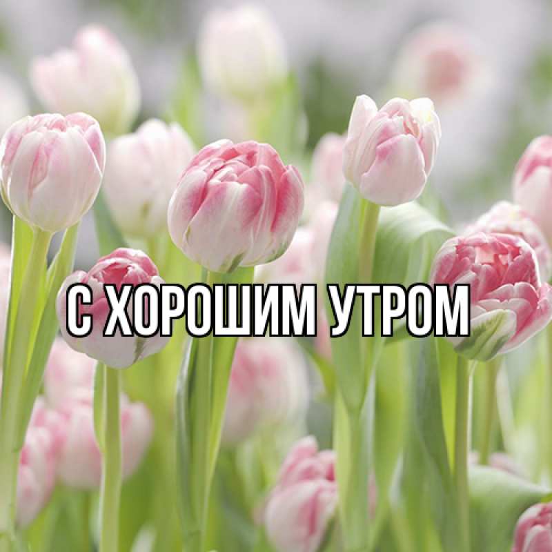 Картинка Люблю тебя, Таня