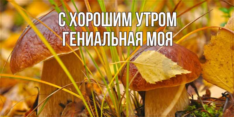 Картинка С хорошим утром, Гениальная моя