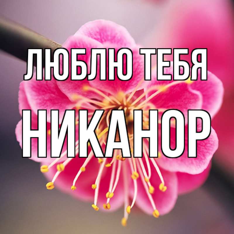 Картинка Люблю тебя, Никанор